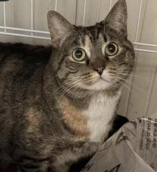 Found/Stray Unknown Cat last seen Talmadge and Russell, Los Angeles, CA 90027