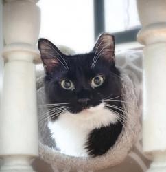 Lost Female Cat last seen 1st street and Erie Street, Jersey City, NJ 07302