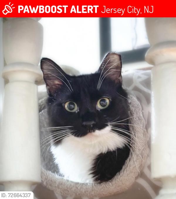 Lost Female Cat last seen 1st street and Erie Street, Jersey City, NJ 07302