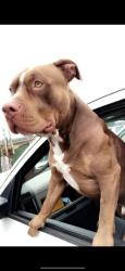 Lost Male Dog last seen N Falls St in Gastonia, NC, Gastonia, NC 28052