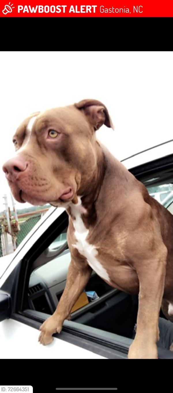Lost Male Dog last seen N Falls St in Gastonia, NC, Gastonia, NC 28052