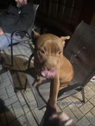 Lost Female Dog last seen Near shadberry ln hudson fl, Hudson, FL 34667