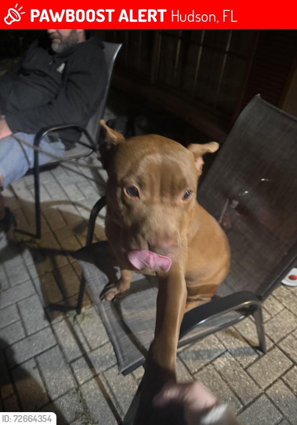 Lost Female Dog last seen Near shadberry ln hudson fl, Hudson, FL 34667
