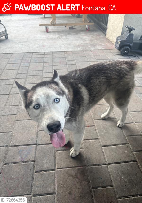 Lost Male Dog last seen San Bernardino ave and oleander ave, Fontana, CA 92335
