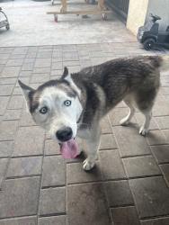 Lost Male Dog last seen San Bernardino ave and oleander ave, Fontana, CA 92335