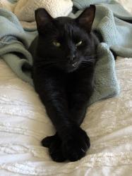 Lost Male Cat last seen On Ridgeway St in Fore Moubtain  but last seen in Avocado,, Downs, Laurel area., Oceanside, CA 92054