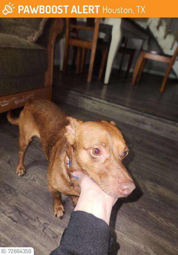 Found/Stray Male Dog last seen Houston, Houston, TX 77079