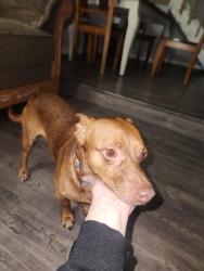 Found/Stray Male Dog last seen Houston, Houston, TX 77079