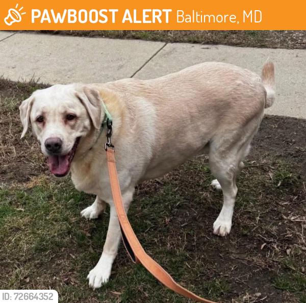 Found/Stray Female Dog last seen Patterson Park, Baltimore, MD 21224