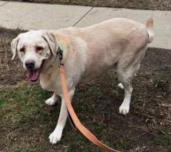 Found/Stray Female Dog last seen Patterson Park, Baltimore, MD 21224