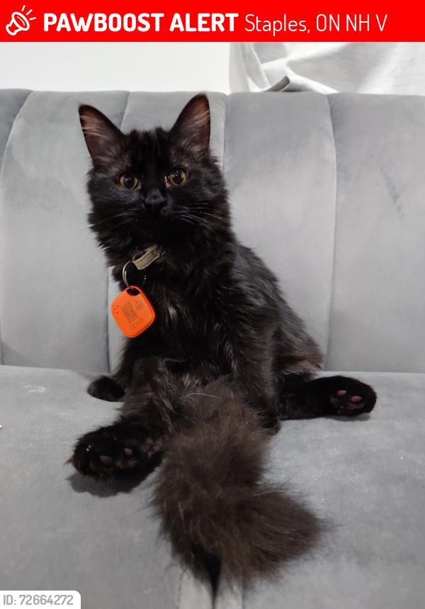 Lost Female Cat last seen ON-77 MERSEA RD 8, Staples, ON N8H 3V8