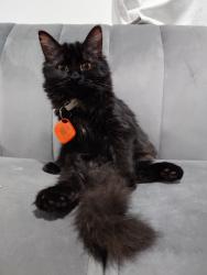 Lost Female Cat last seen ON-77 MERSEA RD 8, Staples, ON N8H 3V8