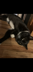 Lost Male Cat last seen Visalia New life church, SSA office, Walmart on Noble , Visalia, CA 93292