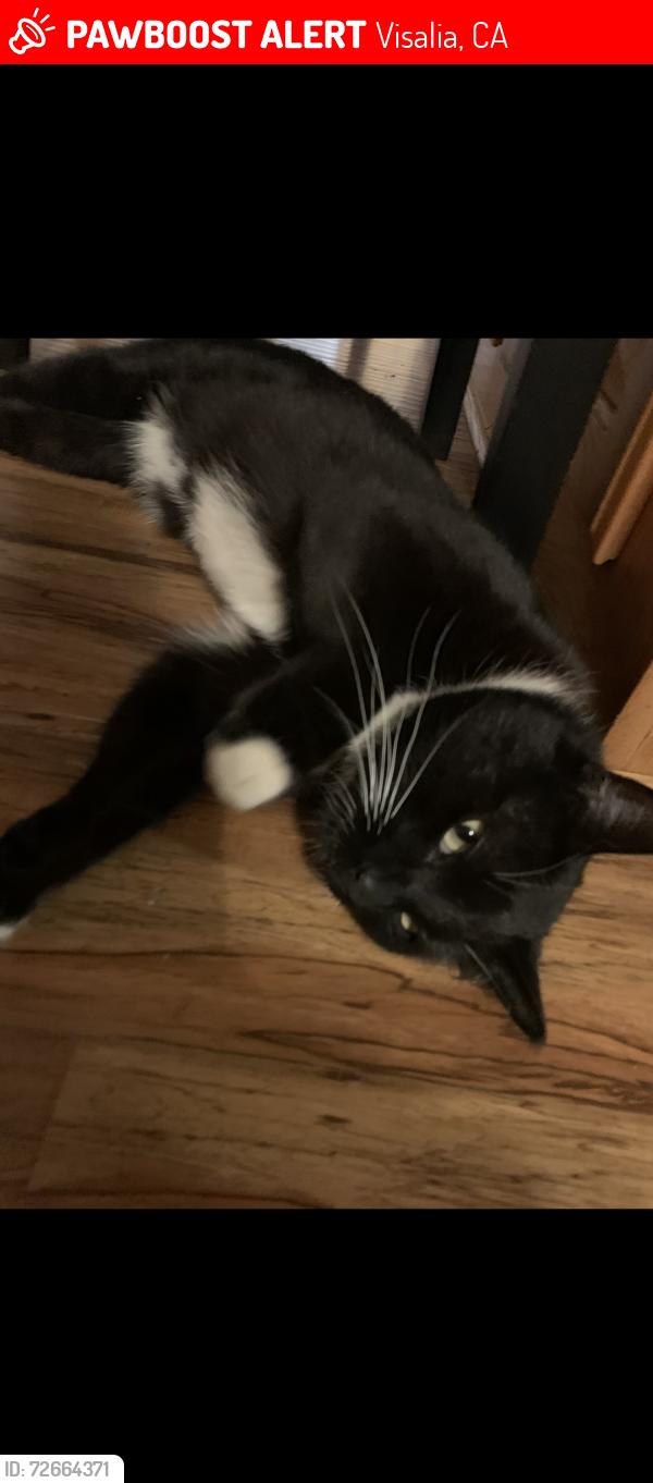 Lost Male Cat last seen Visalia New life church, SSA office, Walmart on Noble , Visalia, CA 93292