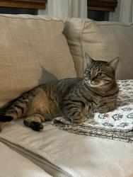 Lost Male Cat last seen Old Mill Road , Chesapeake, VA 23323