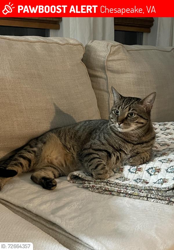 Lost Male Cat last seen Old Mill Road , Chesapeake, VA 23323