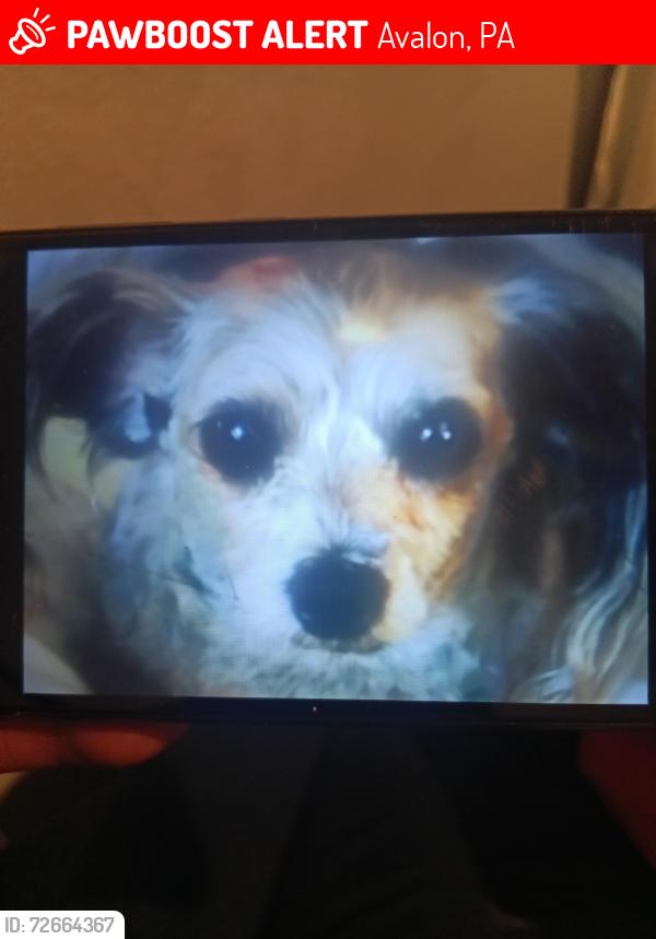 Lost Female Dog last seen La areaàa, Avalon, PA 15202