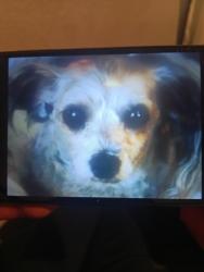Lost Female Dog last seen La areaàa, Avalon, PA 15202