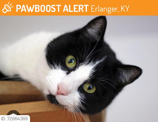 Found/Stray Unknown Cat last seen Entrance ramp to 275 East coming from 75N in Erlanger KY.. , Erlanger, KY 41018