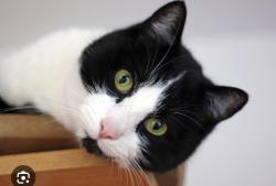Found/Stray Unknown Cat last seen Entrance ramp to 275 East coming from 75N in Erlanger KY.. , Erlanger, KY 41018