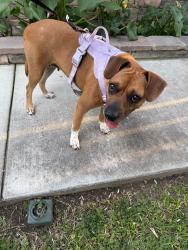 Found/Stray Female Dog last seen Hollenpeck Park, Covina, CA 91722