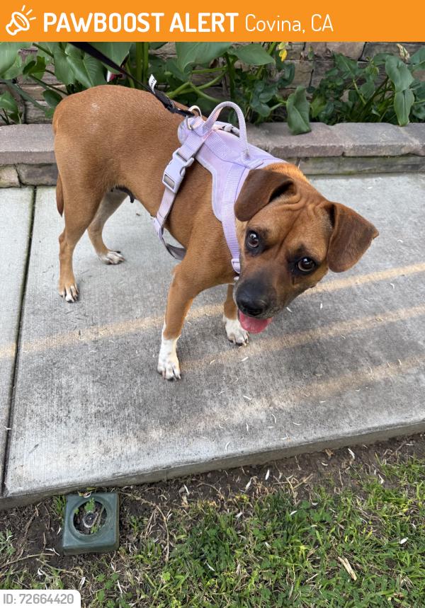 Found/Stray Female Dog last seen Hollenpeck Park, Covina, CA 91722