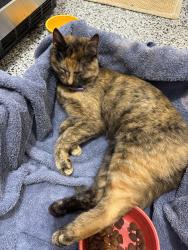 Found/Stray Unknown Cat last seen Grayson Place neighborhood, Olathe, 119th and Lone Elm, Olathe, KS 66061