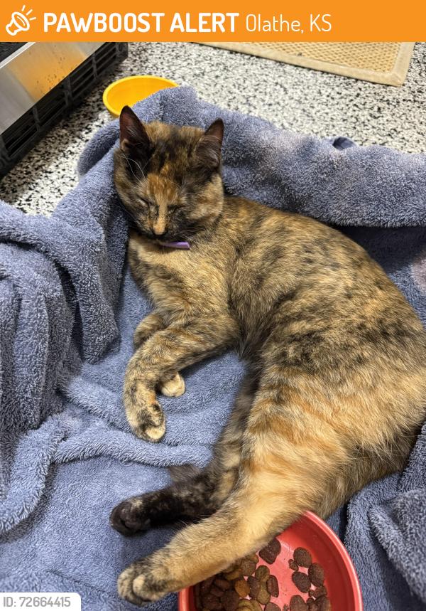 Found/Stray Unknown Cat last seen Grayson Place neighborhood, Olathe, 119th and Lone Elm, Olathe, KS 66061