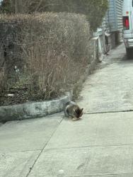 Found/Stray Unknown Cat last seen Coney Island Avenue and Avenue s , Brooklyn, NY 11223
