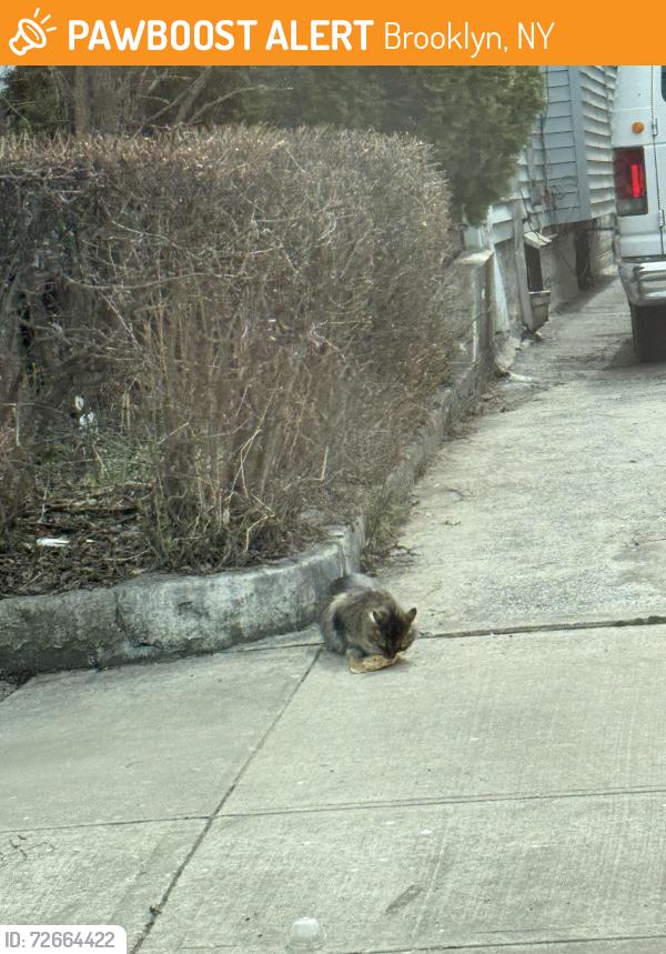 Found/Stray Unknown Cat last seen Coney Island Avenue and Avenue s , Brooklyn, NY 11223