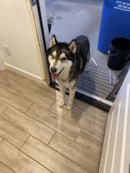 Lost Male Dog last seen 67th street and broadway, Phoenix, AZ 85043