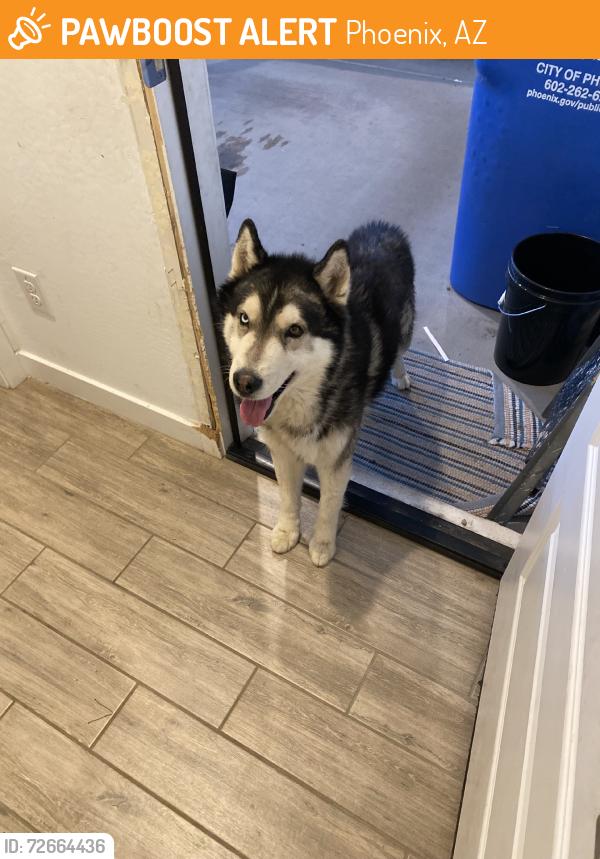 Lost Male Dog last seen 67th street and broadway, Phoenix, AZ 85043