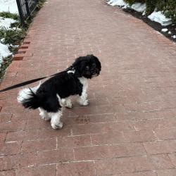 Lost Male Dog last seen Georgetown Waterfront , Washington, DC 20007