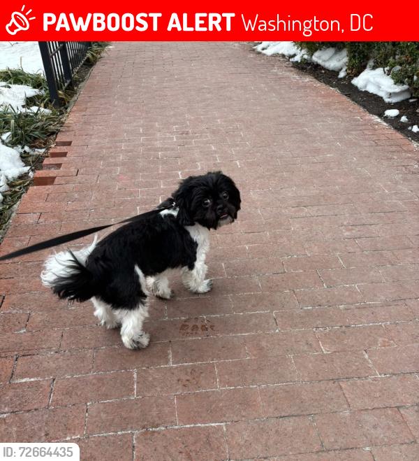 Lost Male Dog last seen Georgetown Waterfront , Washington, DC 20007