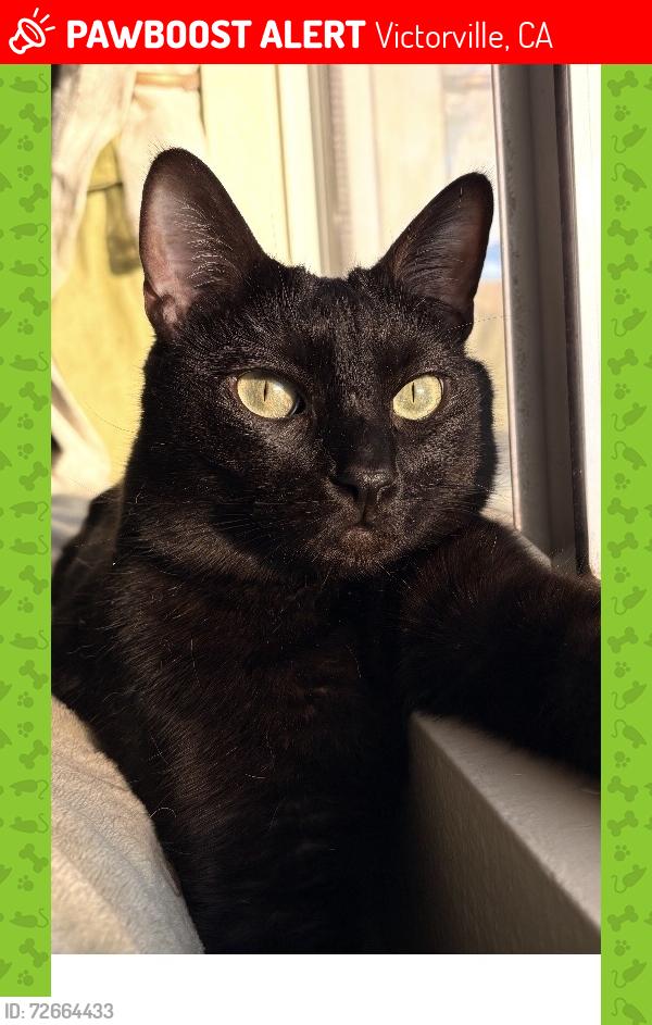 Lost Male Cat last seen Luna rd Victorville ca , Victorville, CA 92392