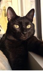Lost Male Cat last seen Luna rd Victorville ca , Victorville, CA 92392