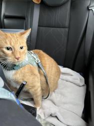 Lost Male Cat last seen I40 and 355 , New Lenox, IL 60451