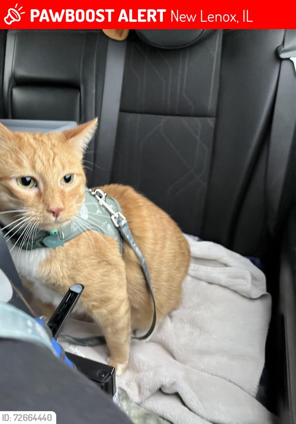 Lost Male Cat last seen I40 and 355 , New Lenox, IL 60451