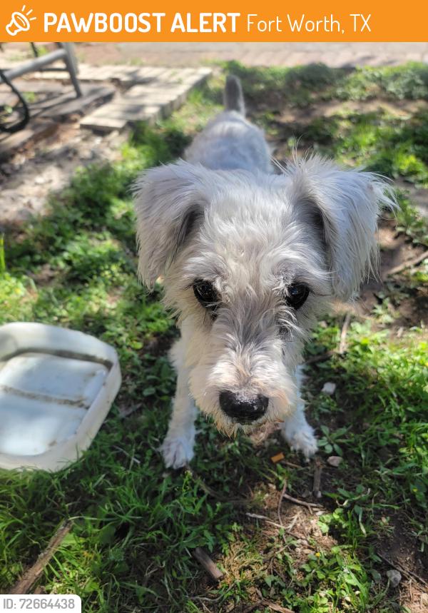 Found/Stray Male Dog last seen Near Fort worth  stockyards , Fort Worth, TX 76164