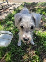 Found/Stray Male Dog last seen Near Fort worth  stockyards , Fort Worth, TX 76164