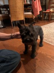 Found/Stray Male Dog last seen Near Old Plantation Court, Winston-Salem, NC 27104