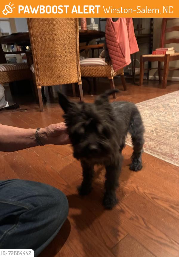 Found/Stray Male Dog last seen Near Old Plantation Court, Winston-Salem, NC 27104