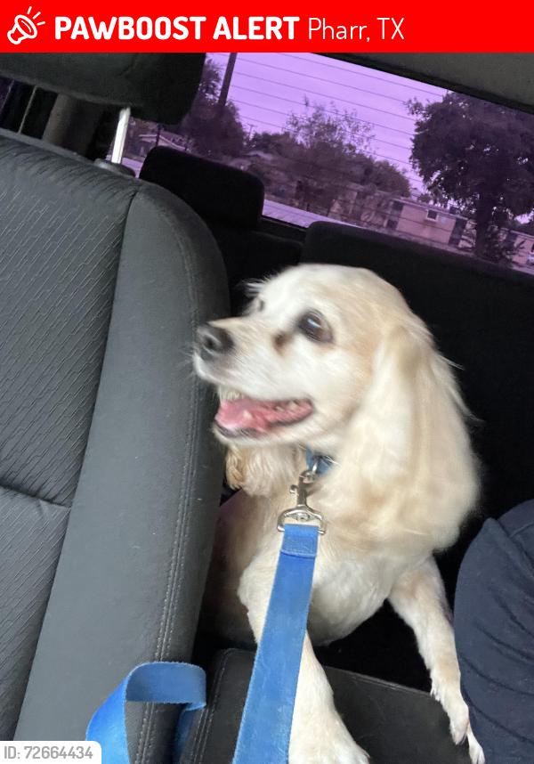 Lost Male Dog last seen Near S. Villa Real Dr Pharr, Pharr, TX 78577