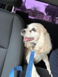 Lost Male Dog last seen Near S. Villa Real Dr Pharr, Pharr, TX 78577