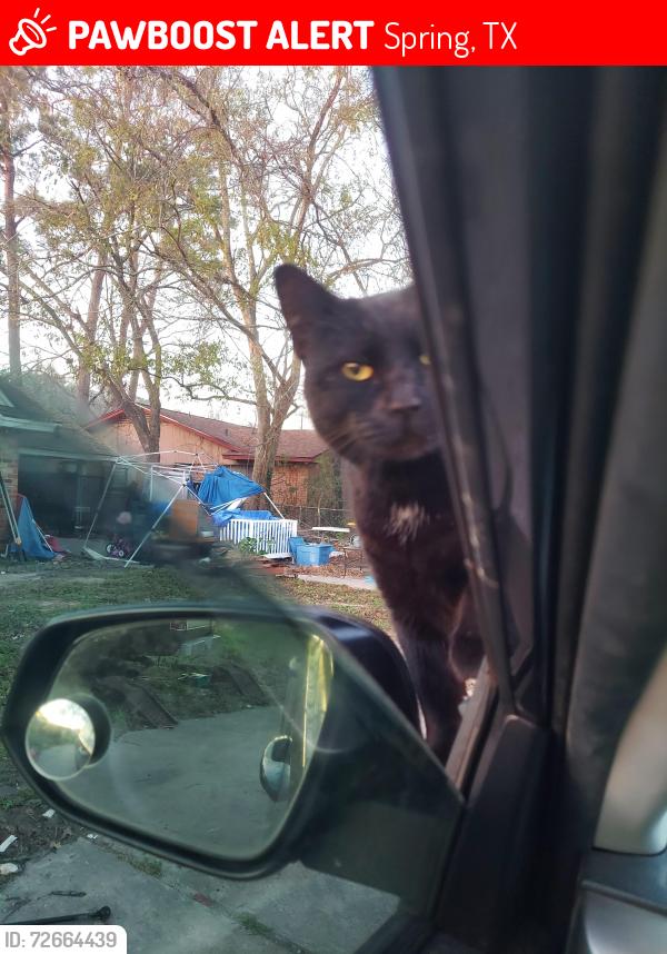 Lost Female Cat last seen Old Town spring heights. Border st/Pruitt st, Spring, TX 77373