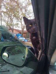 Lost Female Cat last seen Old Town spring heights. Border st/Pruitt st, Spring, TX 77373