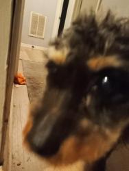 Found/Stray Male Dog last seen Near a park, Statesville, NC 28677