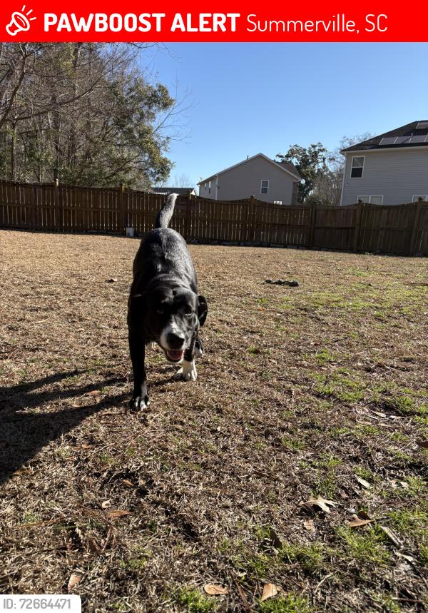 Lost Female Dog last seen Eagle Creek, Summerville, SC 29485