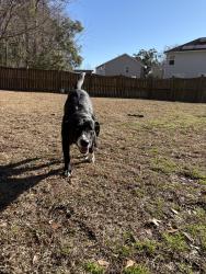 Lost Female Dog last seen Eagle Creek, Summerville, SC 29485