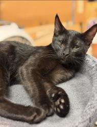 Lost Male Cat last seen Wilder road, Plant City, FL 33566